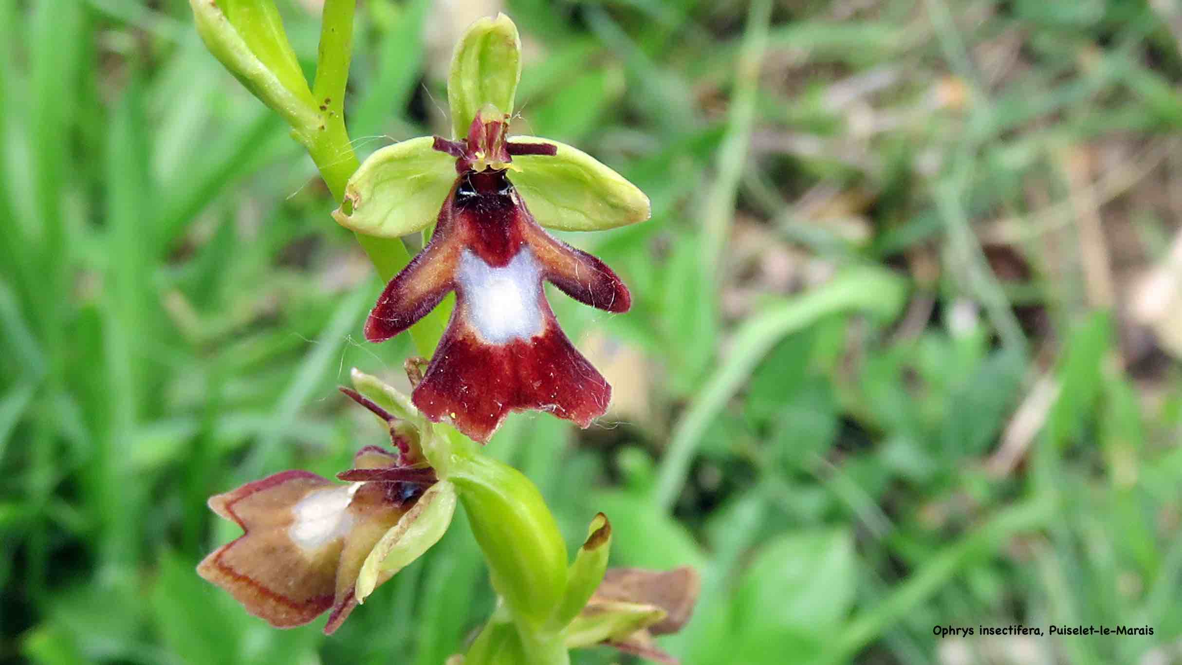 Morelle douce amére